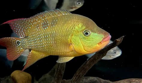 Red Terror Cichlid Care 101 Size Tank Mates Food And More