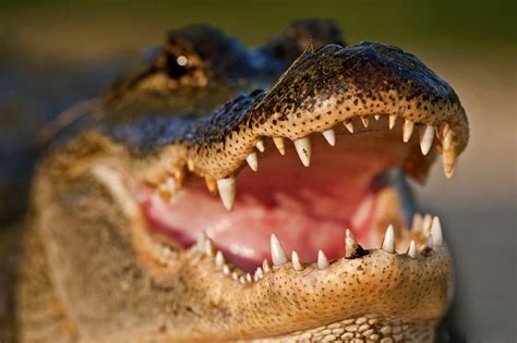 15 Amazing Facts About Alligators