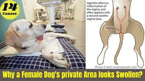 Why Is My Female Dogs Private Area Swollen 14 Causes