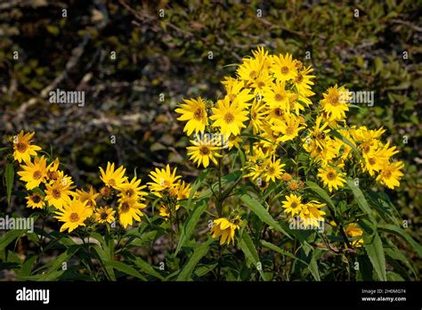 Wild Yellow Daisies Hi Res Stock Photography And Images Alamy