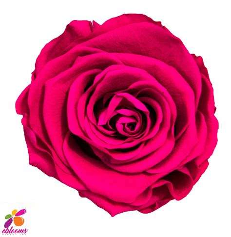 Preserved Roses Hot Pink Ebloomsdirect Eblooms Farm Direct Inc