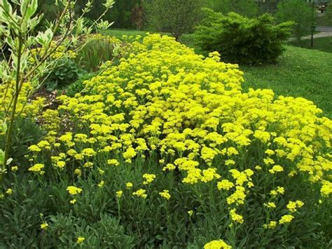 View Picture Of Gold Alyssum Basket Of Gold Gold Dust Aurinia
