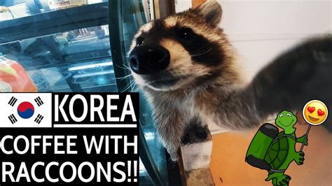To Do In South Korea Raccoon Cafe Youtube