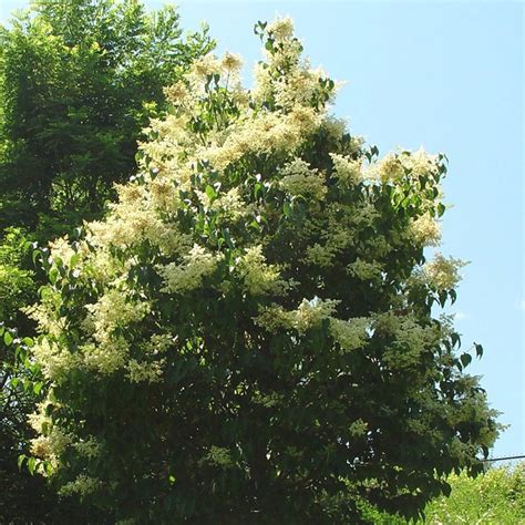 Syringa Amurensis Japonica Japanese Tree Lilac Myseedsco