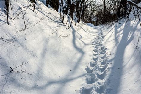 Winter Scenery Narrow Pathway Through The Deep Snow Stock Image