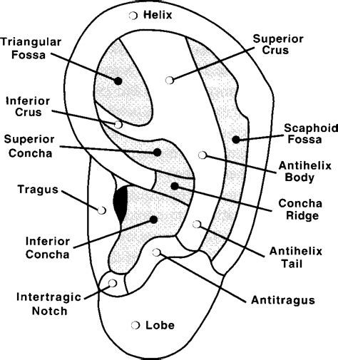 Identification Of Specific Anatomical Regions Of The Auricle
