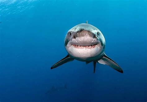 Smiling Shark New Shark Great White Shark Shark