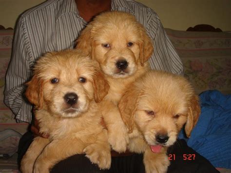 Golden retriever puppies for sale. Golden Retriever Puppies for Sale(nelson abraham 1)(8359 ...