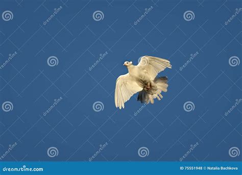 Bird White Dove Flies High In The Sky Stock Photo Image Of Fluffy