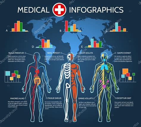 Infografía De Anatomía Del Cuerpo Humano Stock Vector By ©vectortatu