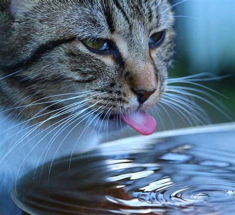 How To Get Your Cat To Drink More Holmer Veterinary Surgery