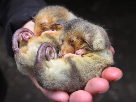 Mountain Pygmy Possum Re Emerges In Nsw And Victorian Alpine Regions