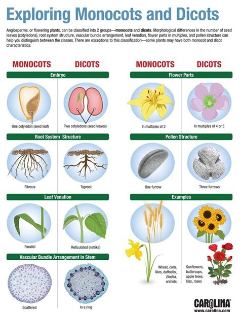Exploring Monocots And Dicots In 2020 Plant Science
