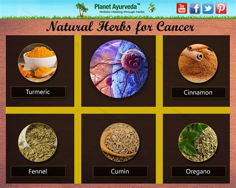 Ayurvedic Herbs For Cancer Treatment Symptoms Diet And Prevention