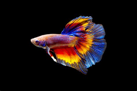 Betta Fish Names For All Types LoveToKnow
