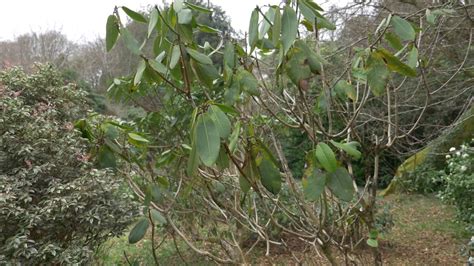 Pruning Trees Burncoose Nurseries Youtube