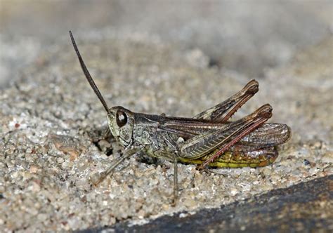 Chorthippus brunneus Brauner Grashüpfer