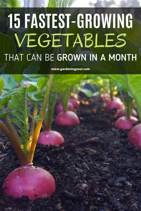 If you're getting a late start on your home garden or live in a region with a short growing season. 15 Fastest-Growing Vegetables That Can be Grown in a Month