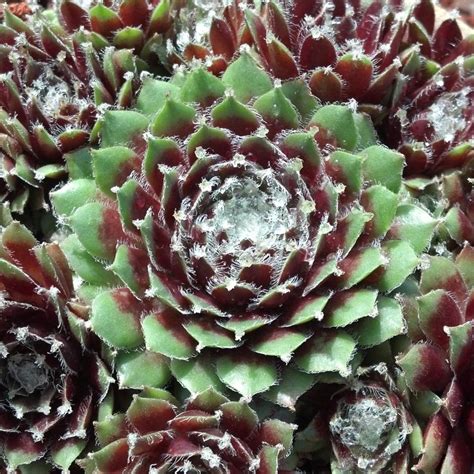 Fertilization arrangements need to be done by hobbyists carefully. Sempervivum "Jade Rose" - Cactus Jungle