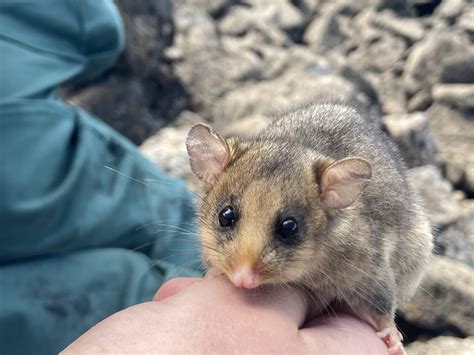 Help The Mountain Pygmy Possum Australian Geographic