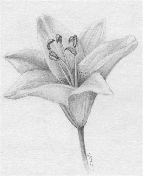 Daffodils And Daydreams January 2012 Lilies Drawing Pencil Drawings