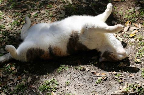 Why Do Cats Roll In Dirt 12 Reasons For Dust Baths