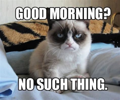 73 Wonderful Good Morning Cat Images
