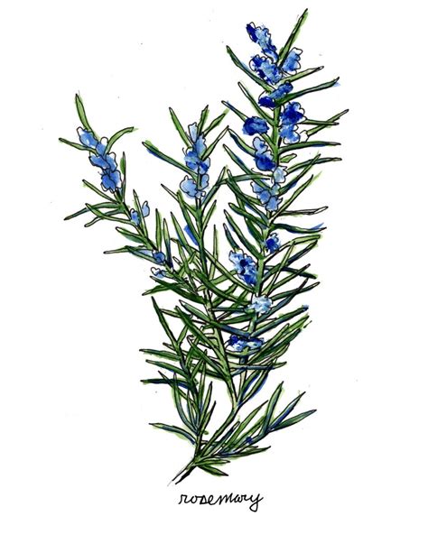 Rosemary Print Herb Art Food Illustration Botanical Art Etsy