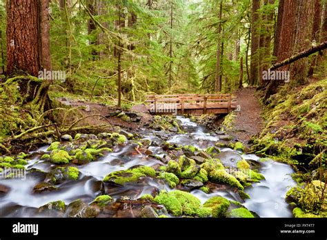 The Trail And Bridge To Sol Duc Falls Olympic National Park