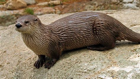 North American River Otter An Unlikely Apex Predator