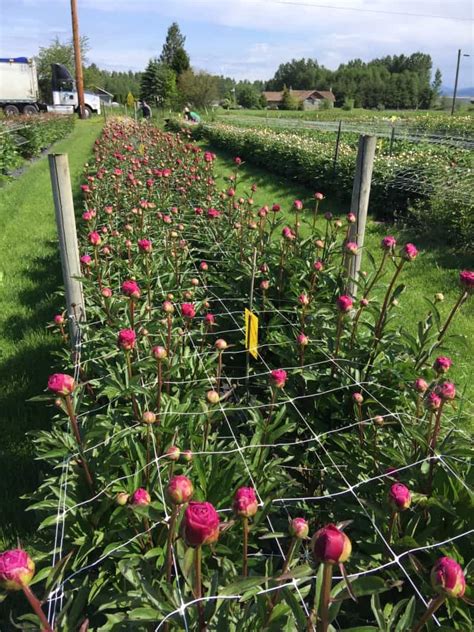 It is specially designed and intended for that very role by virtue of its overall elegant makeup. Plant Support Netting (Trellis) - AmericanNettings.com: 1 ...