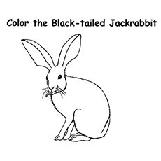 Cottontail marsh rabbit coloring page from rabbits category. Jack Rabbit coloring, Download Jack Rabbit coloring for free 2019