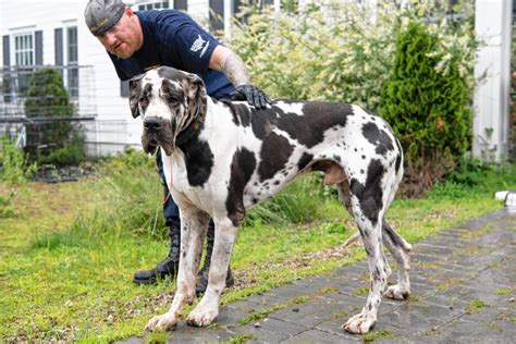 Ten healthy great dane puppies were born august 28, 2018. Accused Wolfeboro Great Dane owner wants dogs back under ...