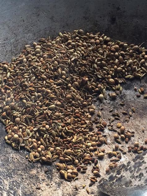 Kadang2 benda yang kita tak rancang akan menjadi dengan sempurna, contohnya acar ikan masin yang che mat buat ni, bukan dirancang tapi che mat bikin setelah melihat sorang teman fb, Delihayat Kitchen: Acar Ikan Masin