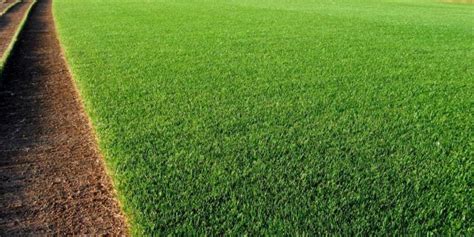 Bermuda Grass Facts Maintenance And Comparison Progardentips Rye Grass