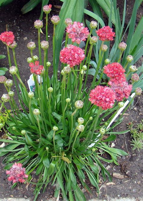 The flowers are excellent for cutting. Zone 5 Perennials Longest Blooms Plantain Thrift, Pinkball ...