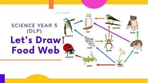 Easy Way To Draw Food Web Science Year 5 Dlp Youtube