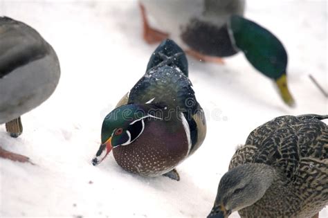 Ducks In Snow Stock Image Image Of Sponsa North Dabbling 41747825