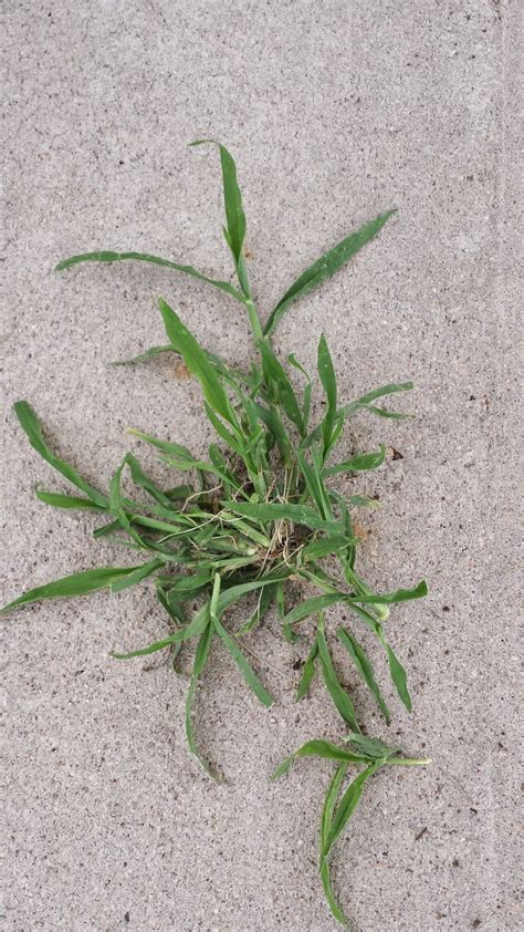 Co Horts Weed Of The Moment Crabgrass And Its Look Alikes