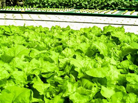 Hydroponic Lettuce Farming In Greenhouse For Beginners Agri Farming