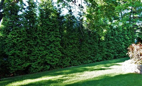 When you plant privacy trees, use a pick or sharp shovel to dig up the soil, and a tape measure to make sure i was getting to the right width and depth. Privacy Trees & Fences in Eastern MA | Horticultural Concepts
