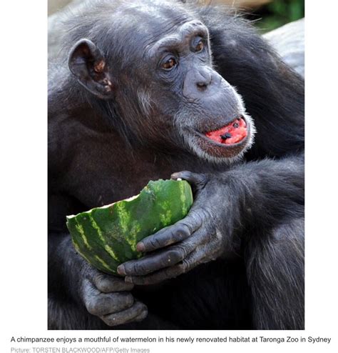 A Chimpanzee Eating Watermelon Funny Animal Pictures Animal