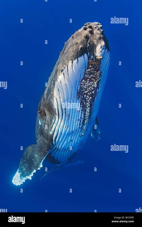 Humpback Whale With Parasitic Acorn Barnacles Attached Megaptera