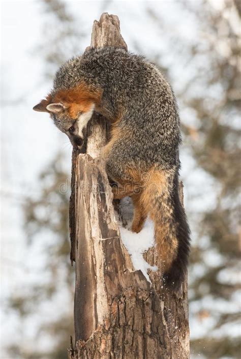 Grey Fox Urocyon Cinereoargenteus Climbs Tree Stock Image Image Of