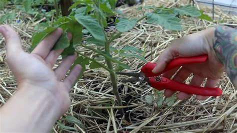 How To Prune Tomato Plants Properly For A Larger Harvest Roots And