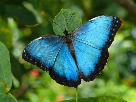 Butterflies Wallpaper Beautiful Butterflies Blue Morpho Butterfly