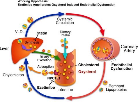 Ezetimibe In Combination With Statins Ameliorates Endothelial
