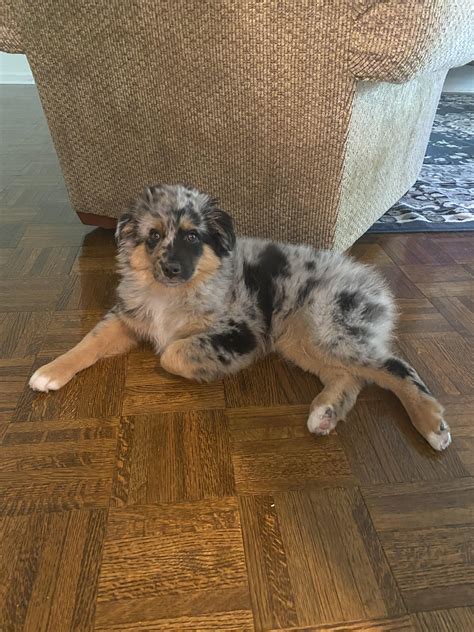 Our New 14 Week Almost 15 Week Mini Aussie His Name Is Bowie He Is About 15 Pounds R