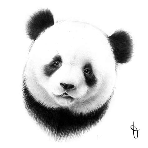 Dart 2013 2017 50 Panda Kunst Panda Zeichnung Bär Zeichnen