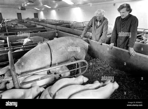 Livestock Farmers At A Intensive Pig Farm In Denmark Where Pigs Are